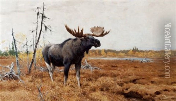 Moose Oil Painting - Wilhelm Friedrich Kuhnert