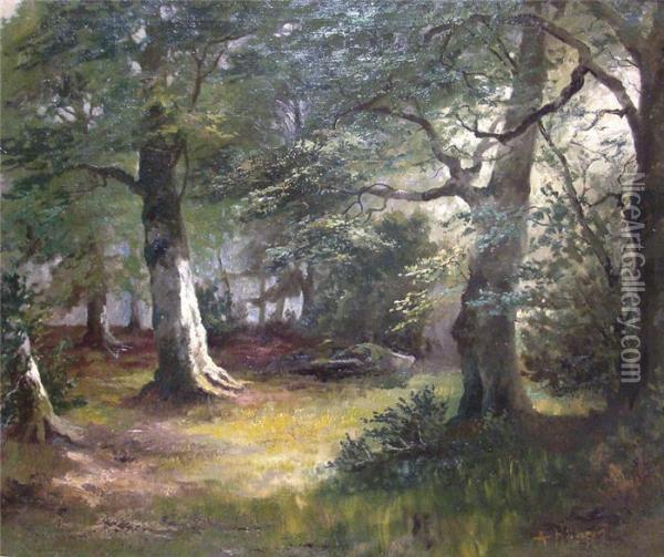 Sonnendurchflutete Waldlichtung Oil Painting - Anatol Hober