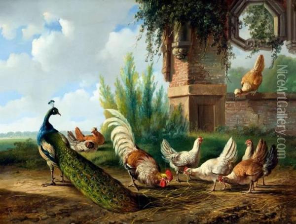 Pauw, Haan En Kippen Bij Een Tuinmuur Oil Painting - Albertus Verhoesen