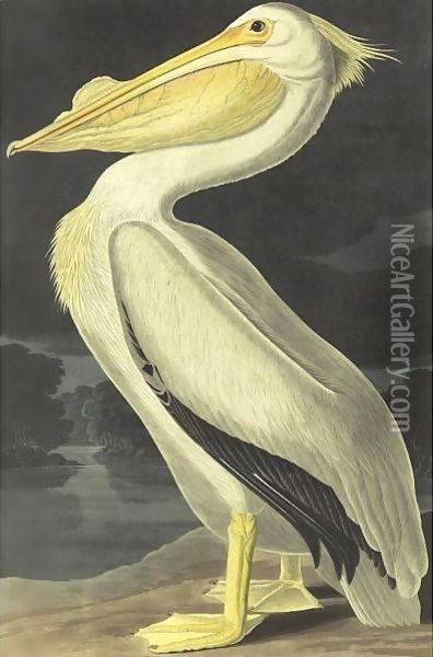 American White Pelican (Plate 311) Oil Painting - John James Audubon