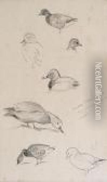 Studies Of Ducks Oil Painting - Archibald Thorburn