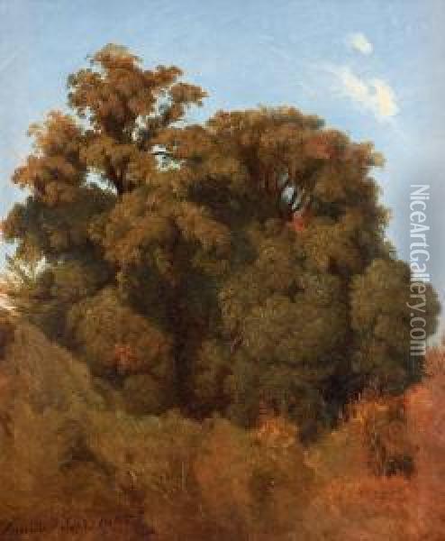 Study Of Trees, Arricia Oil Painting - Joseph Magnus Stack