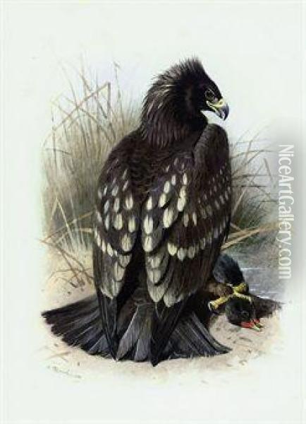 Spotted Eagle Oil Painting - Archibald Thorburn