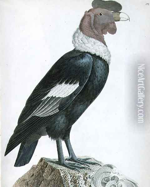 Andean Condor Vultur gryphus Oil Painting - Baron Friedrich von Humboldt