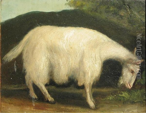 A Study Of A Long-haired Goat Oil Painting - Constant Troyon