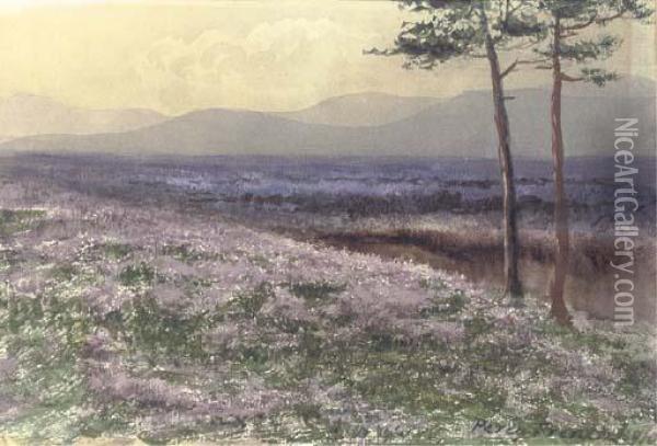 A Field Of Heather With The Twelve Pins Of Connemara In The Distance Oil Painting - William Percy French