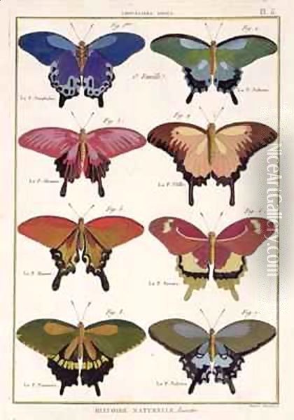Butterflies from 'Histoire Naturelle des Insectes' Oil Painting - Robert Benard
