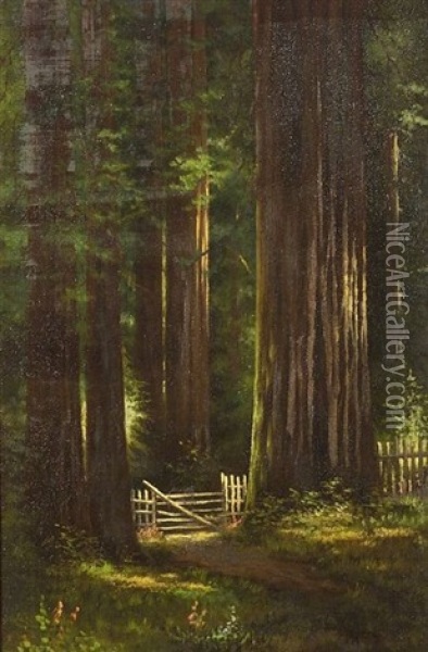 California Redwoods Oil Painting - Charles Theller Wilson