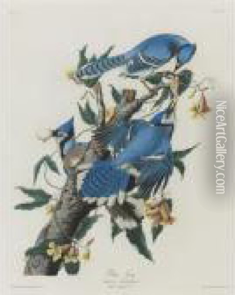 Blue Jay (plate Cii) Oil Painting - John James Audubon