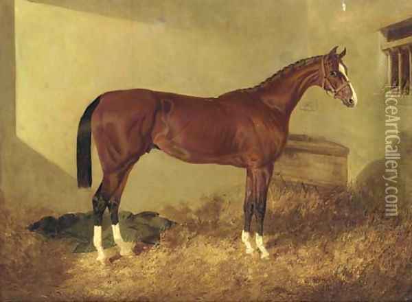 Aristides, a bay colt, in a loosebox Oil Painting - John Frederick Herring Snr