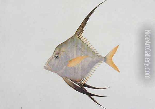 Eekan Madoe Madoe, from 'Drawings of Fishes from Malacca', c.1805-18 Oil Painting - Anonymous Artist