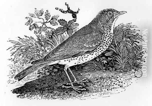 The Throstle Thrush from 'History of British Birds and Quadrupeds' Oil Painting - Thomas Falcon Bewick