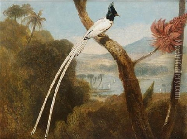 The Paradise Fly-catcher Of Ceylon Oil Painting - William Daniell