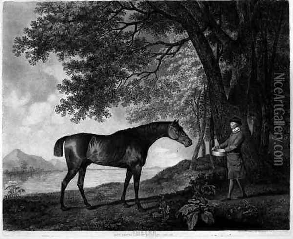 Sharke, engraved by George Townley Stubbs 1756-1815 pub. 1794 Oil Painting - George Townley Stubbs
