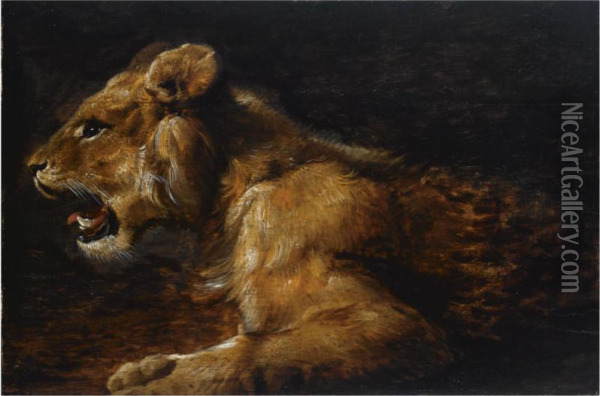 A Study Of A Reclining Lioness Oil Painting - Joannes Fijt