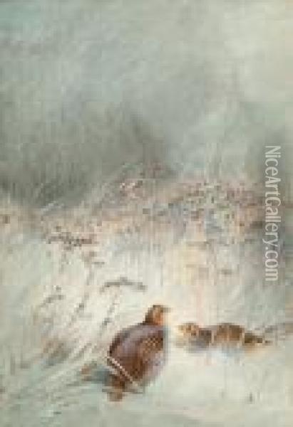 Grey Partridge In Undergrowth Oil Painting - Charles Whymper