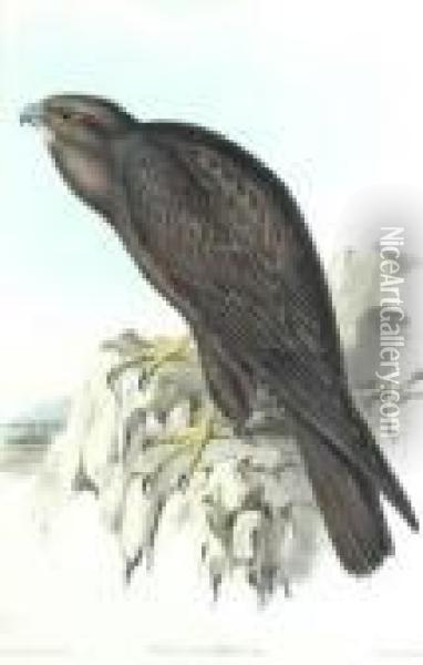 Falco Subniger Oil Painting - John H. Gould