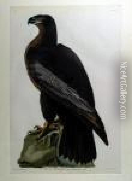 Bird Of Washington Oil Painting - John James Audubon