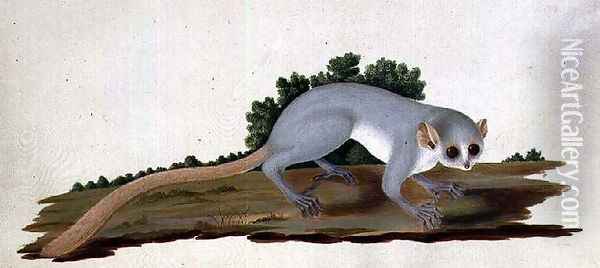 Mouse-lemur Microcebus murinus, Madagascar, 1767 Oil Painting - Sydney Parkinson