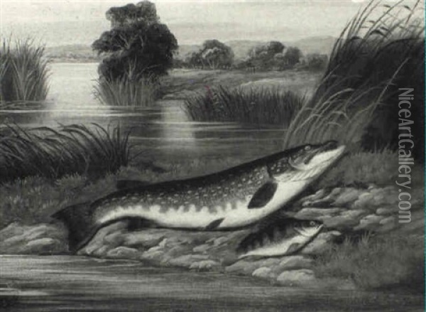 A Pike And A Perch On A River Bank Oil Painting - A. Roland Knight
