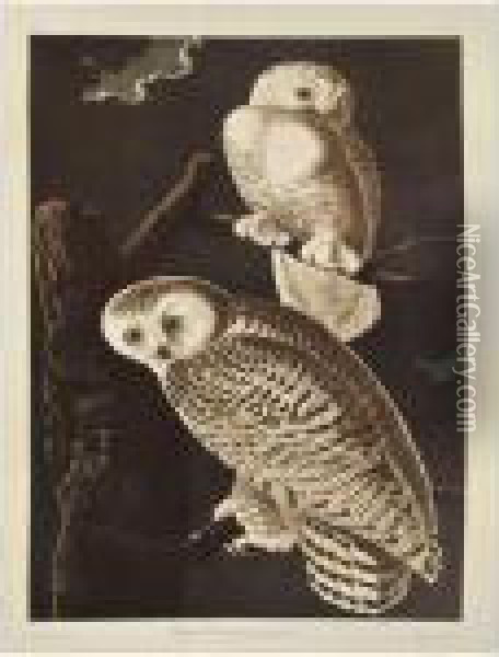 The Birds Of America Oil Painting - John James Audubon