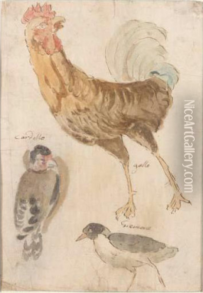 Study Of Three Birds Oil Painting - Giovanni (Giovanni da Udine) Nanni (Nani)
