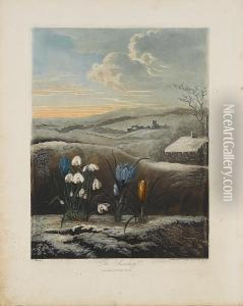 The Snowdrop Oil Painting - Robert John, Dr. Thornton
