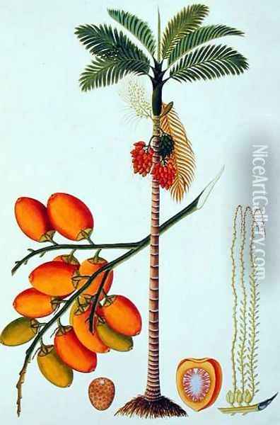 Pinang Betle Nut Tree, from 'Drawings of Plants from Malacca', c.1805-18 Oil Painting - Anonymous Artist