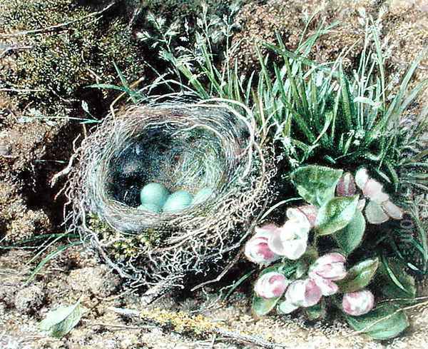 Birds Nest and Blossom Oil Painting - John Sherrin