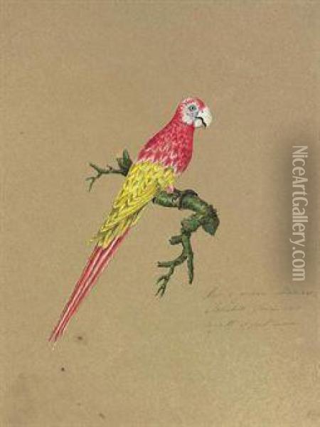 Studies Of Tropical Birds Oil Painting - Mary Croker