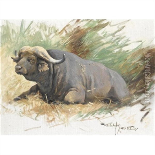 Studie Eines Kafferbuffels (study Of A Buffalo) Oil Painting - Wilhelm Friedrich Kuhnert