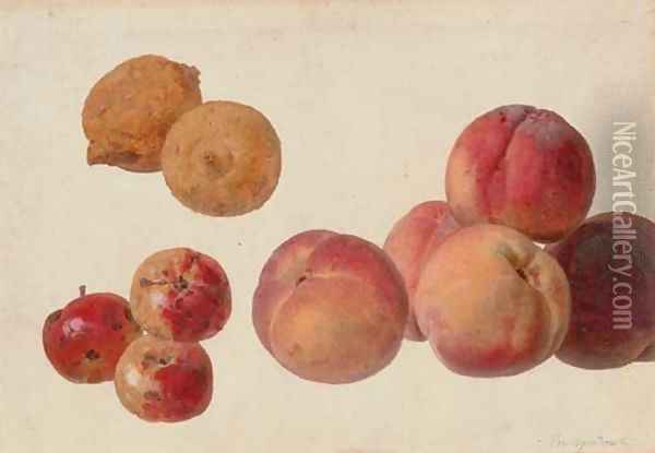 A study of peaches, lemons and crabapples Oil Painting - Gerard Van Spaendonck