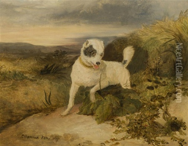 A Border Terrier Rabbiting Oil Painting - Charles Hancock