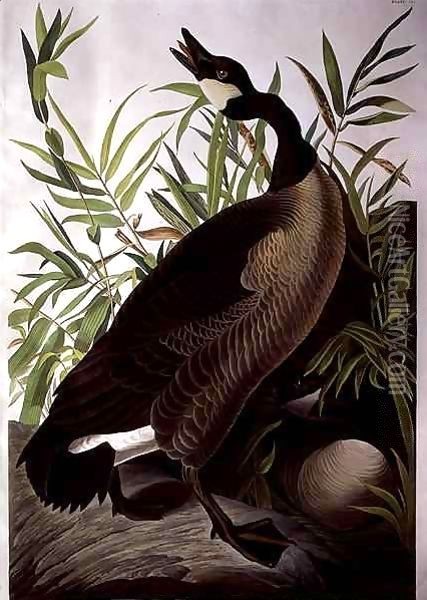 Canada Goose, from 'Birds of America' Oil Painting - John James Audubon