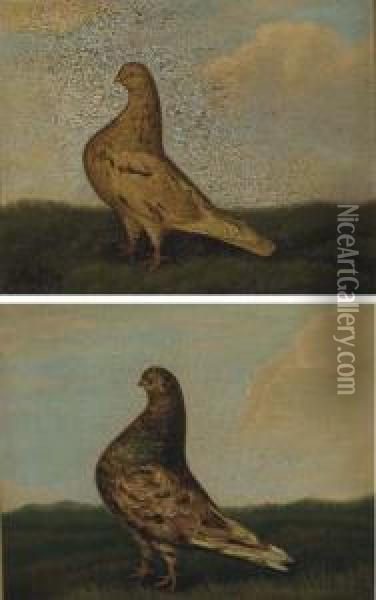 Prize Pigeons Oil Painting - J.C. Ward