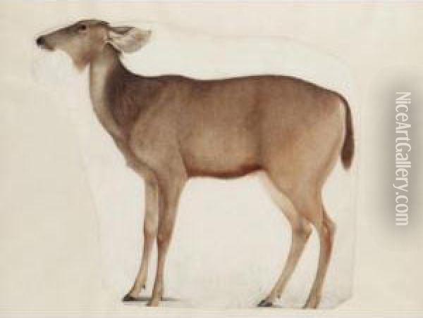 A Fragment Of A Study Of An Antelope Oil Painting - Franz Anton von Scheidel