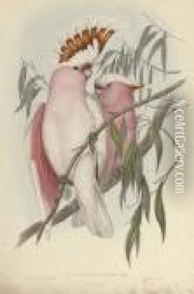 Leadbeater's Cockatoo; And Blood-stained Cookatoo Oil Painting - John H. Gould