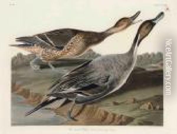 Pin Tailed Duck 
 Anus Acuta Oil Painting - John James Audubon