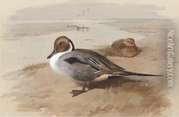 Two Pintails In A Natural Setting Oil Painting - Archibald Thorburn