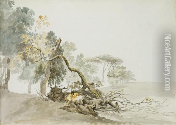 Etudes D'arbres Et De Troncs Oil Painting - Carlo Labruzzi
