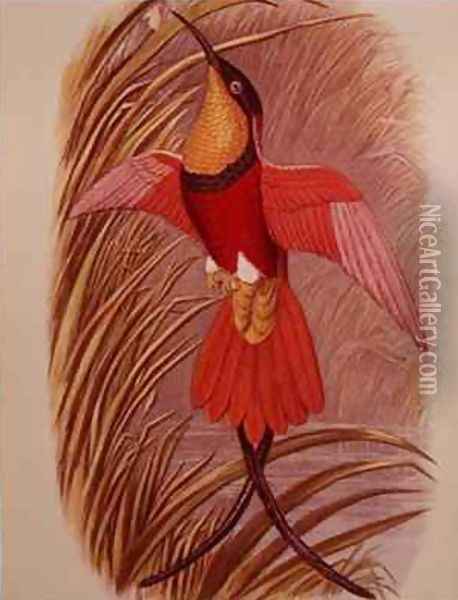 Humming Bird Crimson Topaz Oil Painting - John Gould