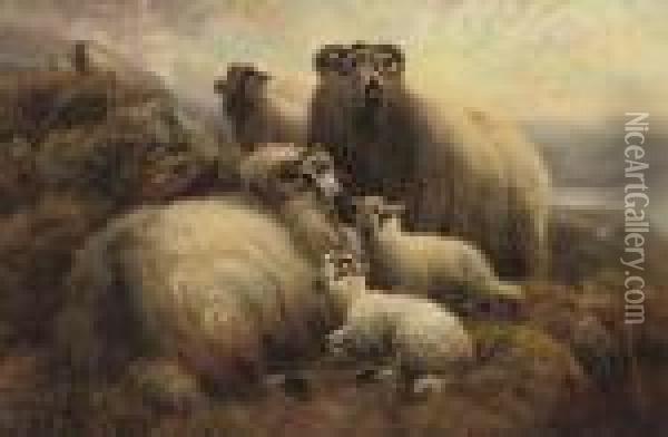 Lambs And Ewes On A Hillside Oil Painting - Robert Watson
