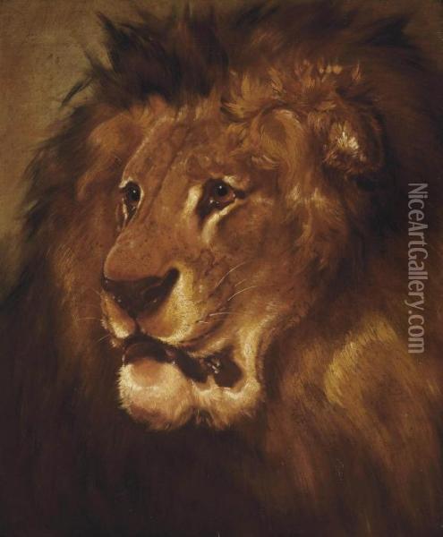 Study Of A Lion Oil Painting - William Huggins
