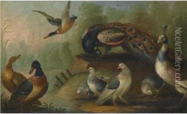 A River Landscape With A Peacock And A Peahen, Mallards Andother Birds Oil Painting - Marmaduke Cradock