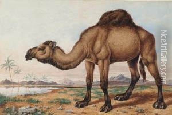 A Camel Oil Painting - Charles Edward Snr Brittan