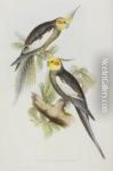 The Birds Of Australia And The Adjacent Islands Oil Painting - John H. Gould