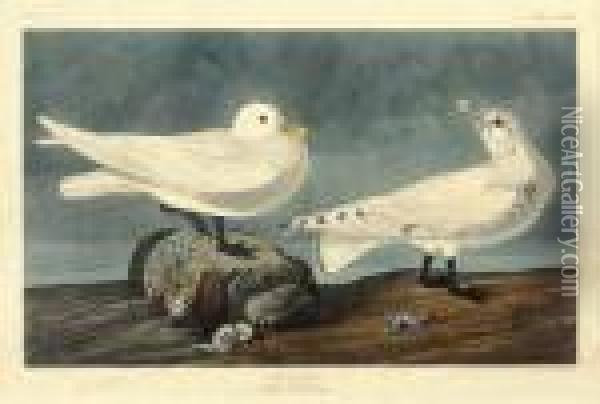 Larus Eburneus Oil Painting - John James Audubon