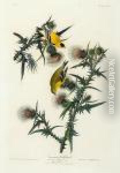 American Goldfinch Oil Painting - John James Audubon