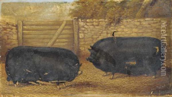 Prize Sows In A Sty Oil Painting - James Clark