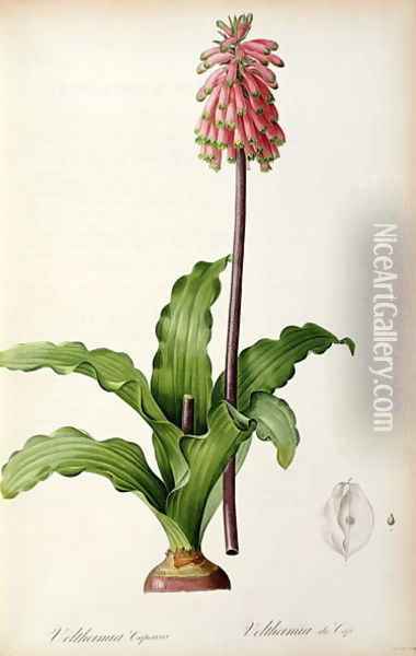 Veltheimia Capensis, from Les Liliacees Oil Painting - Pierre-Joseph Redoute